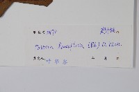 帘子藤藏品圖，第2張