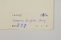 大丁黃藏品圖，第3張