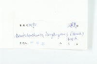 香港四照花藏品圖，第3張