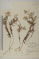 星刺栲、羅浮錐藏品圖，第1張