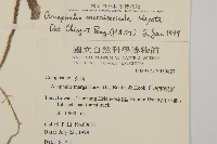 星刺栲、羅浮錐藏品圖，第2張