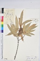 星刺栲、羅浮錐藏品圖，第3張