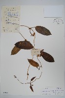 天星藤藏品圖，第1張