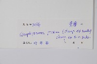 天星藤藏品圖，第2張