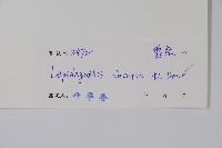 鱗花草藏品圖，第2張