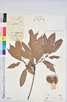 後大埔石櫟、煙斗柯藏品圖，第1張