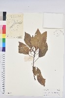 白臼藏品圖，第1張