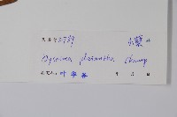 八角蓮藏品圖，第2張