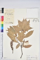 橿葉柯藏品圖，第1張