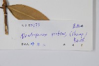 變葉樹參藏品圖，第2張