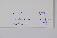 尖山橙藏品圖，第2張