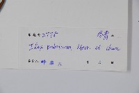 毛葉冬青藏品圖，第2張