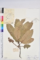 黧蒴栲藏品圖，第1張