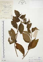 毛玉葉金花藏品圖，第1張