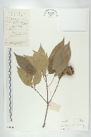 猴歡喜藏品圖，第1張