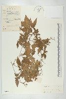 絞股藍藏品圖，第1張