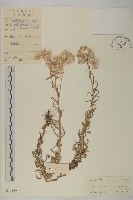 珠毛香青藏品圖，第1張