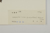 珠毛香青藏品圖，第3張