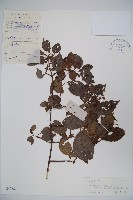 狹葉莢迷藏品圖，第1張