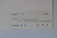 狹葉莢迷藏品圖，第2張