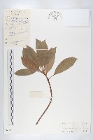 薯豆藏品圖，第1張