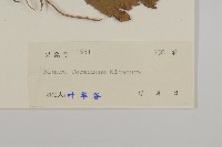 裡白艾納香藏品圖，第3張