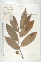 嶺南柿藏品圖，第4張