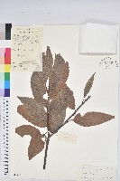 錐栗藏品圖，第1張