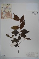 廣東冬青藏品圖，第1張