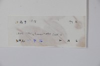 廣東冬青藏品圖，第2張