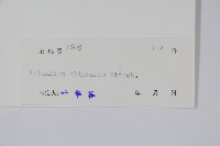 獼猴桃、奇異果藏品圖，第2張