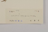 南蛇藤藏品圖，第3張