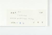 燈臺樹藏品圖，第3張