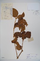 南方莢迷藏品圖，第1張