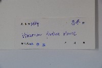 南方莢迷藏品圖，第2張