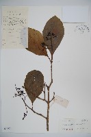 珊瑚樹藏品圖，第1張