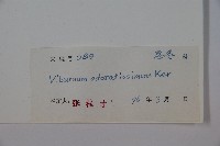 珊瑚樹藏品圖，第2張