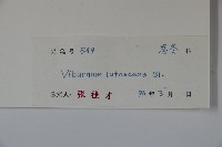 淡黃莢迷藏品圖，第2張