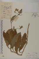 白花地膽草藏品圖，第1張