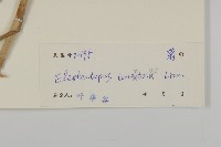 白花地膽草藏品圖，第3張