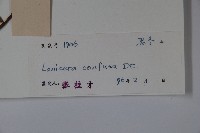 山銀花藏品圖，第2張