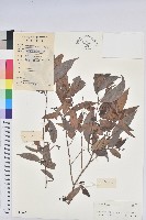 日本五月茶、南投五月茶藏品圖，第1張