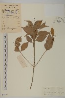 扶芳藤藏品圖，第1張