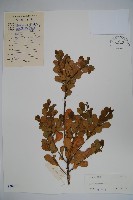 三花冬青藏品圖，第1張