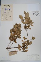 中國念珠藤藏品圖，第1張