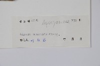 中國念珠藤藏品圖，第2張