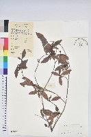 嶺南杜鵑藏品圖，第1張