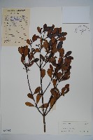 登錄號:S040965藏品圖，第1張