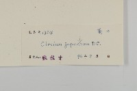 小薊藏品圖，第3張