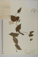 異芒菊藏品圖，第1張